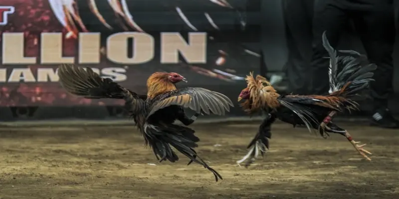 Cách chọn chiến kê chơi đá gà cựa dao