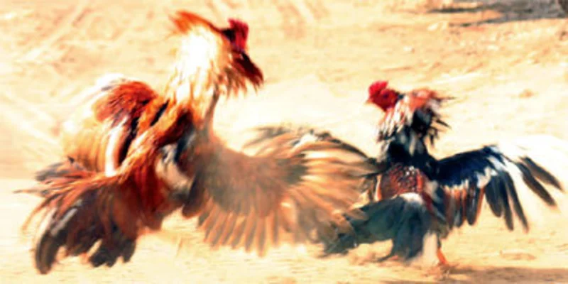 Chiến lược chơi đá gà cựa sắt