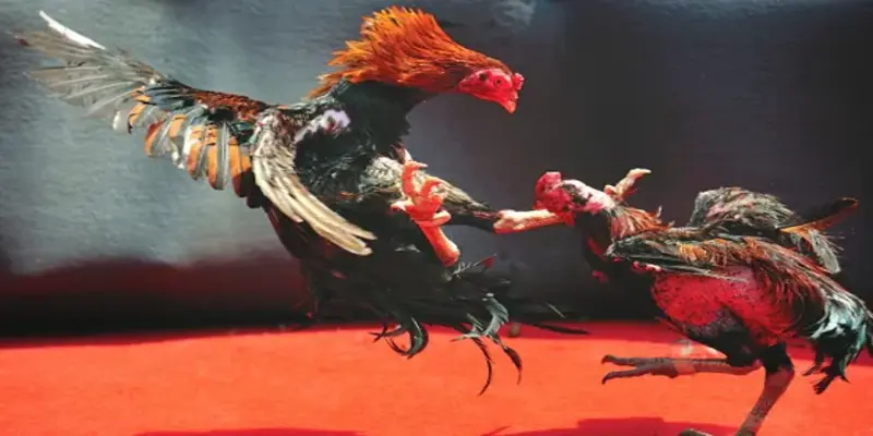 Chiến thuật cược đá gà cựa dao