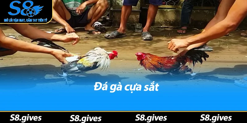 Đá Gà Cựa Sắt
