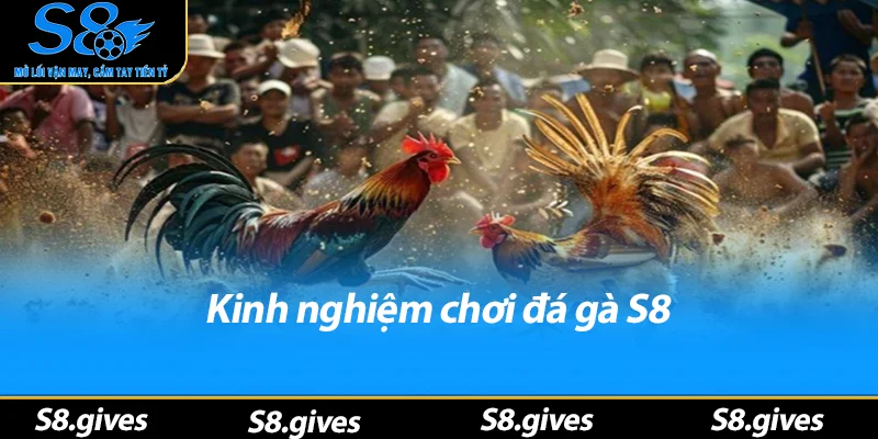 Kinh nghiệm chơi đá gà S8